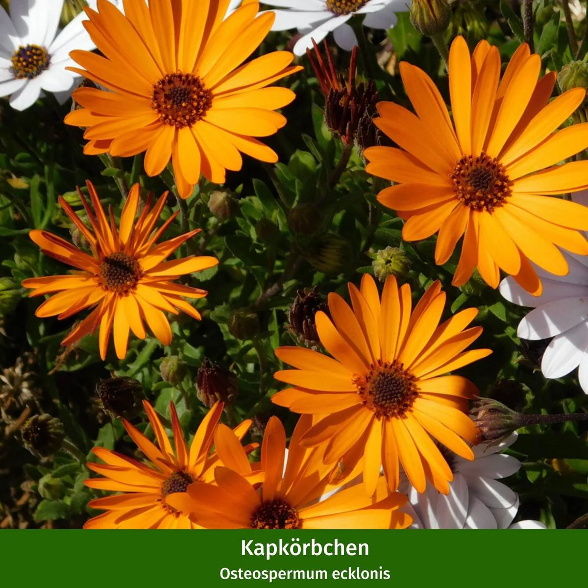 Balkonblumen "Farbenfrohes Blütenmeer" - Image 2