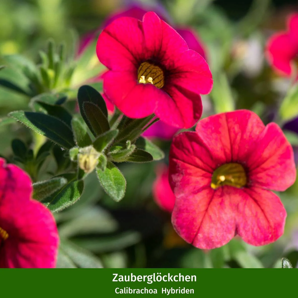 Balkonblumen "Farbenfrohes Blütenmeer" - Image 4