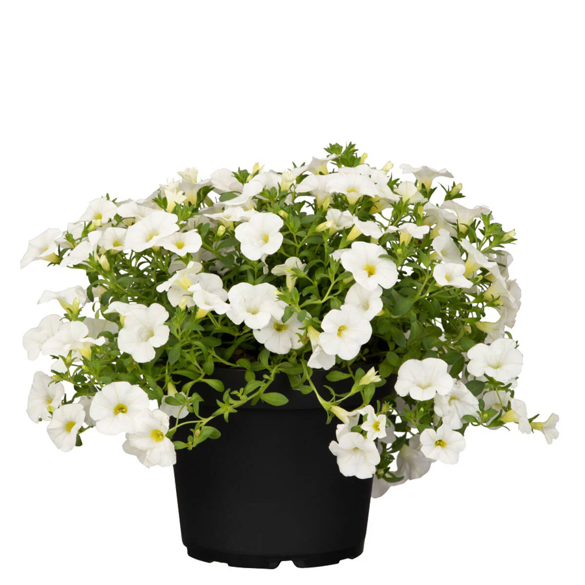 Balkonblumen "Farbenfrohes Blütenmeer" - Image 7