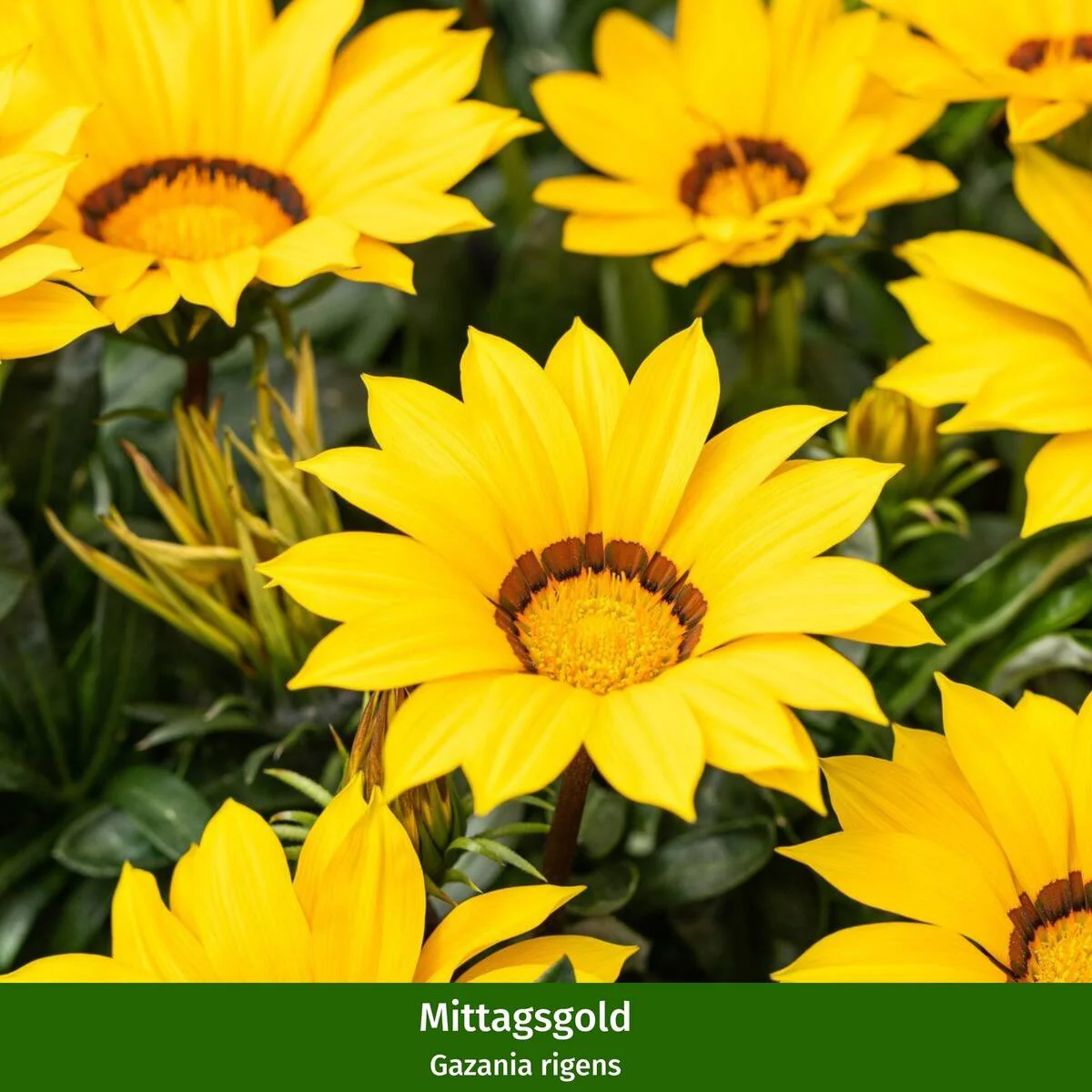 Balkonblumen "Farbexplosion" - Image 2