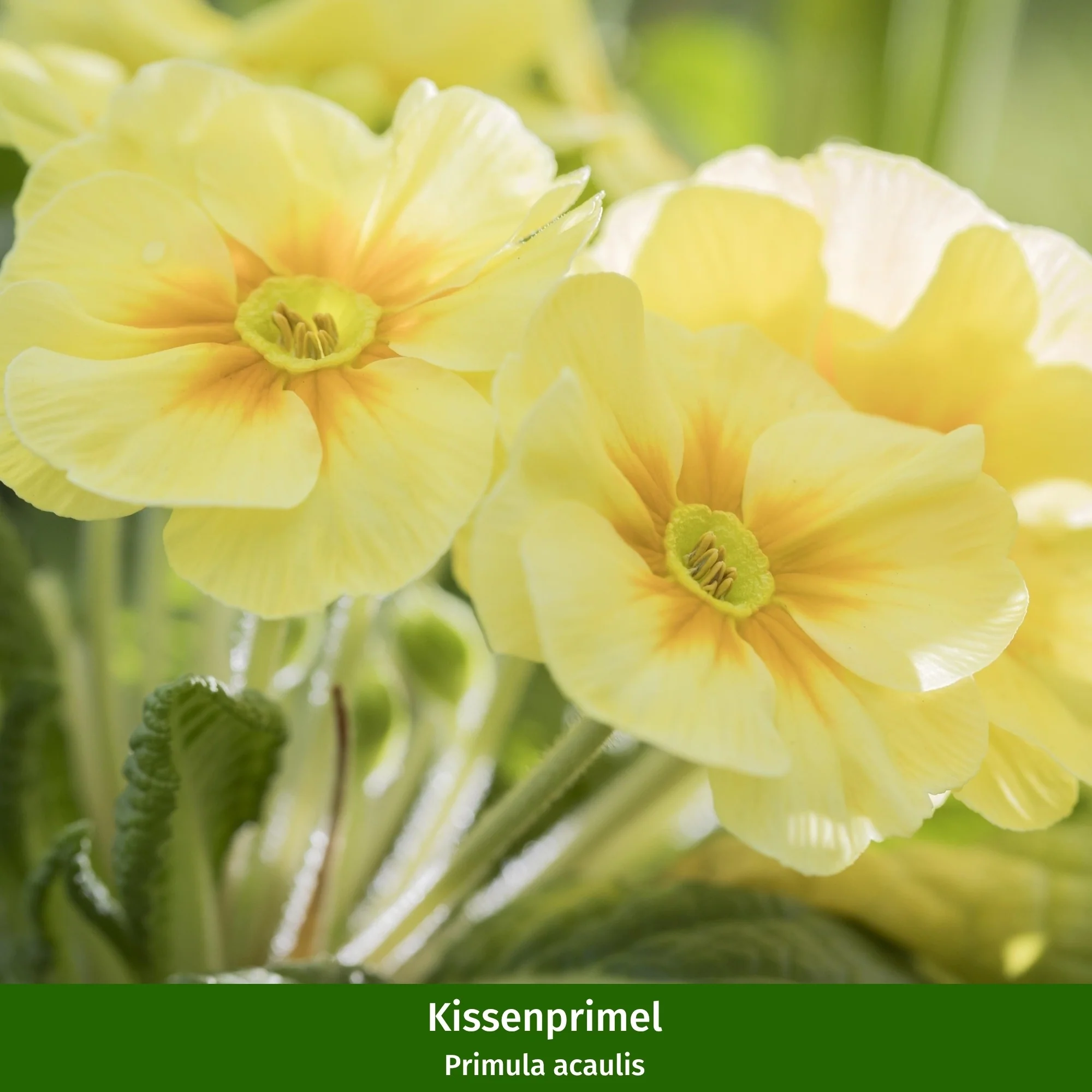 Balkonblumen "Feuriger Frühlingsgruß" - Image 3