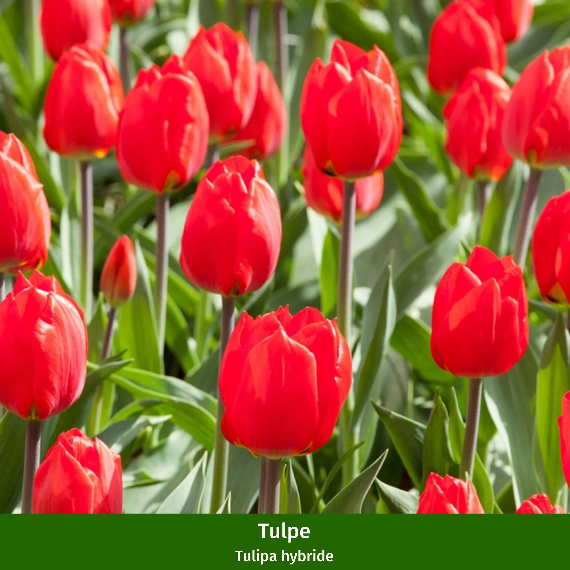 Balkonblumen "Feuriger Frühlingsgruß" - Image 5