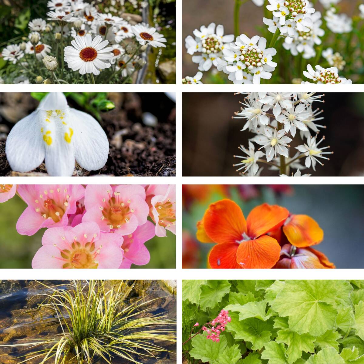 Balkonblumen "Frühlings-Flirt"