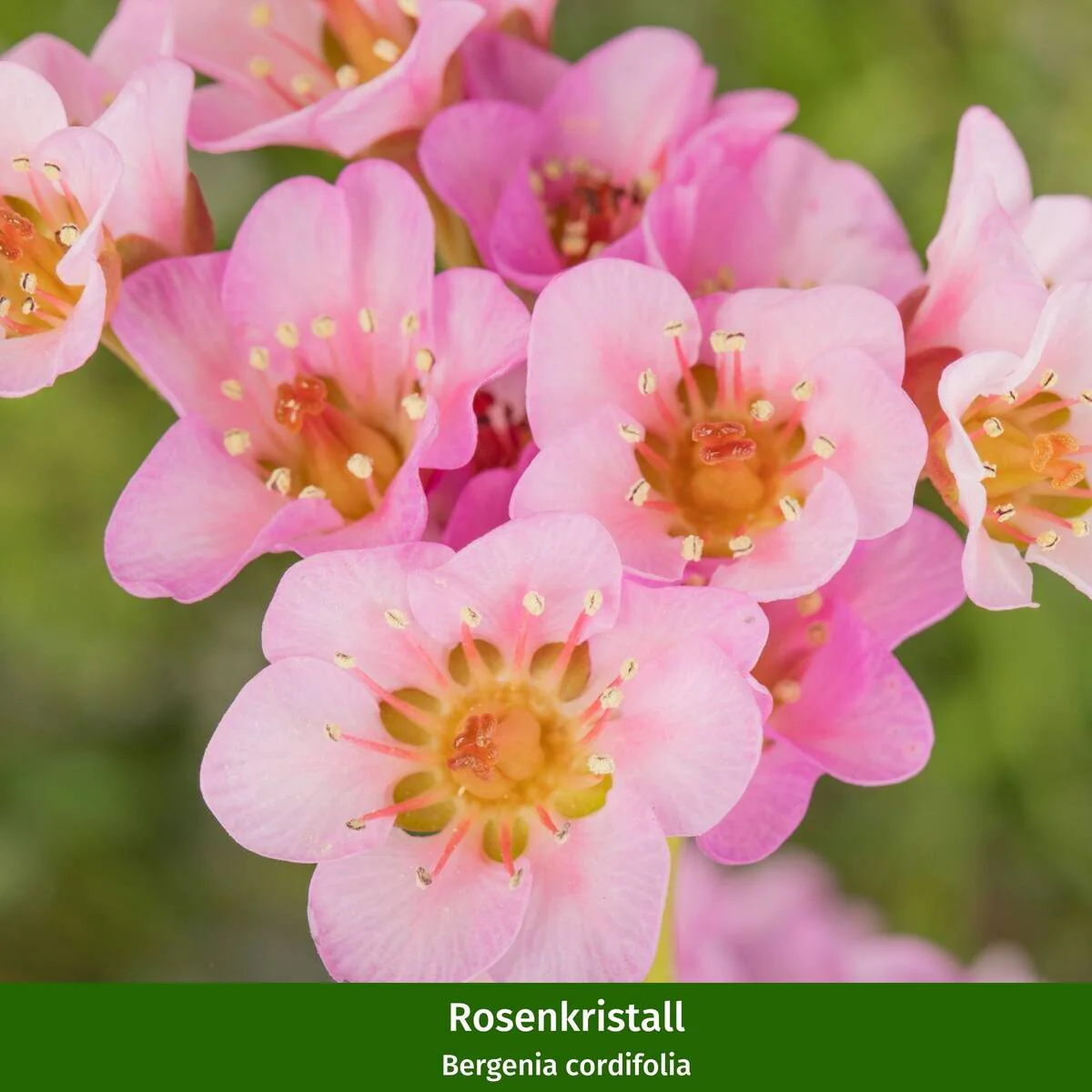 Balkonblumen "Frühlings-Flirt" - Image 8