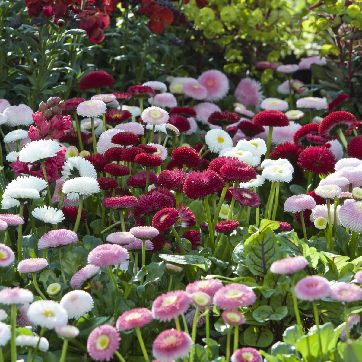 Balkonblumen "Frühlingsbeet mit Gänseblümchen"