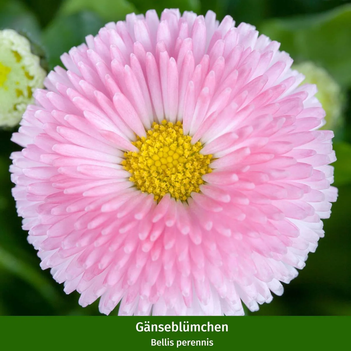 Balkonblumen "Frühlingsbeet mit Gänseblümchen" - Image 2