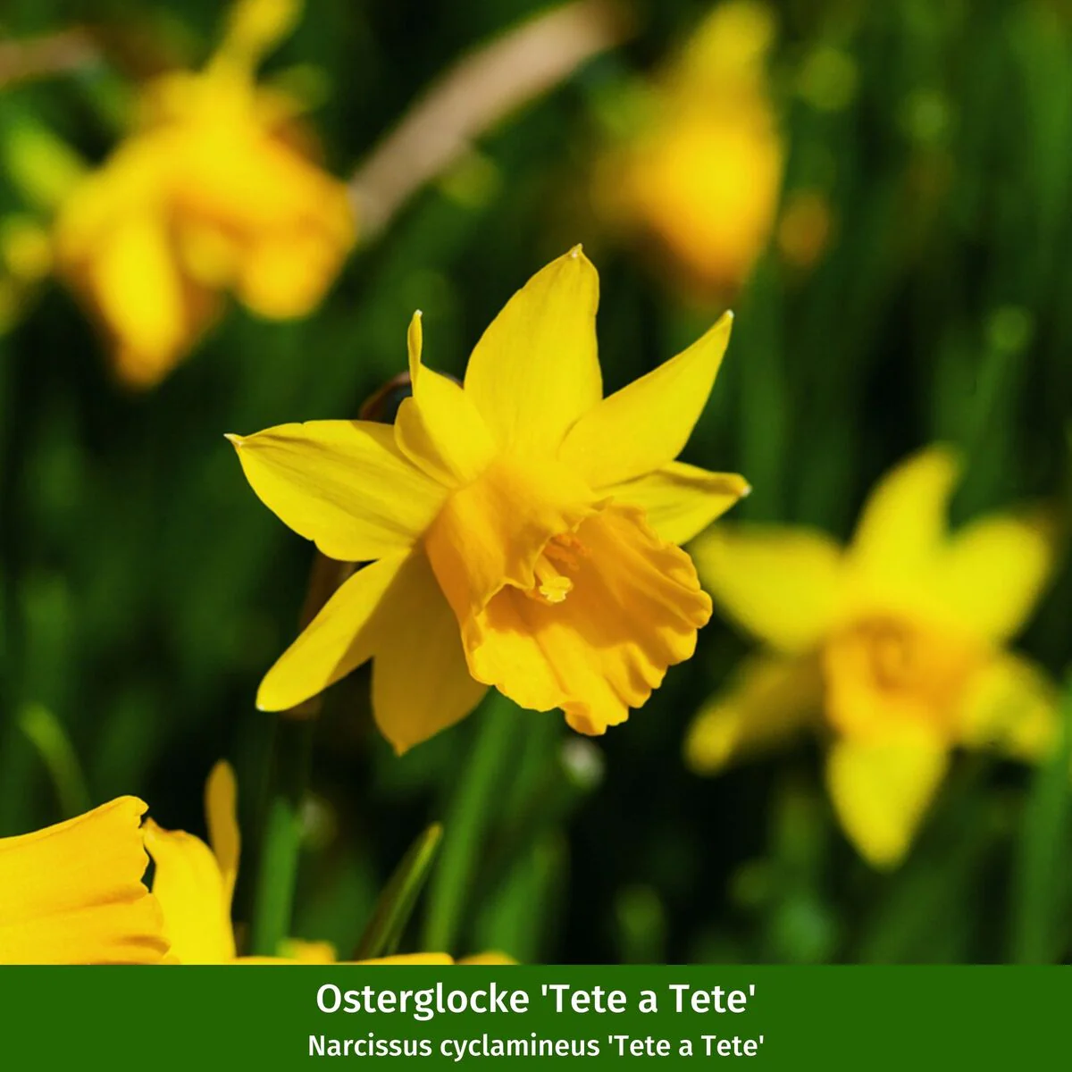 Balkonblumen "Frühlingsboten" - Image 4