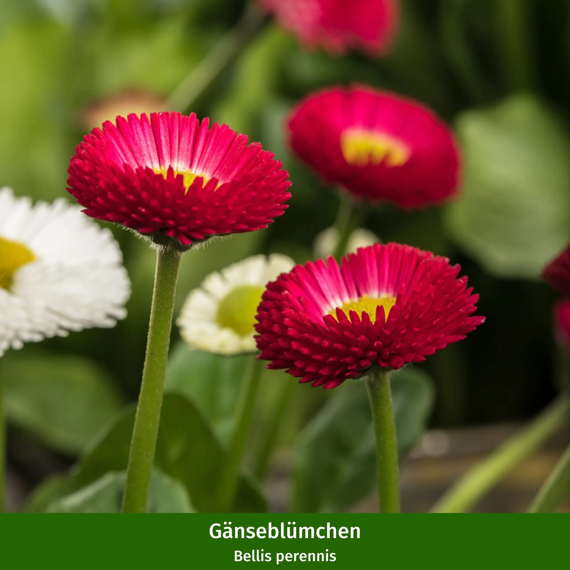 Balkonblumen "Frühlingsboten" - Image 5