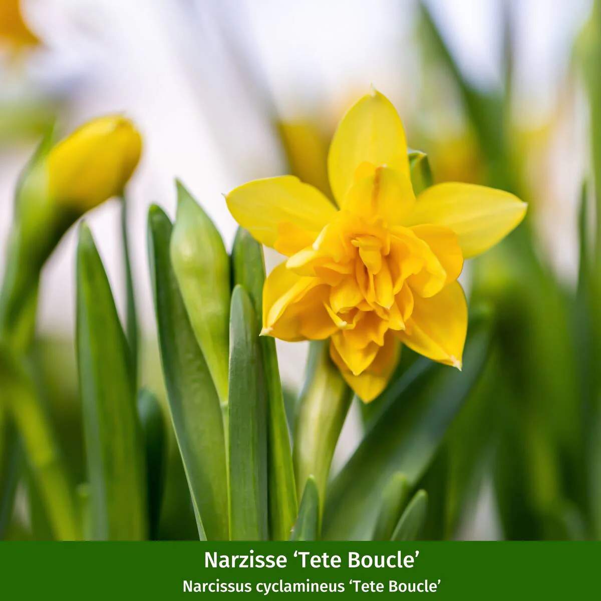 Balkonblumen "Frühlingsflora: Narzisse & Gänseblümchen" - Image 4