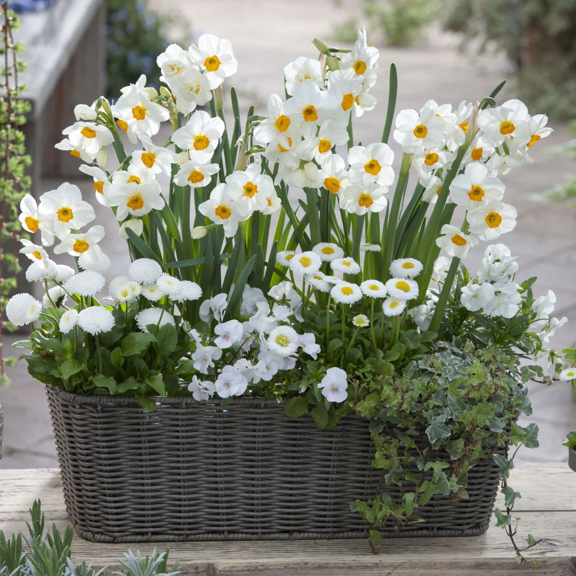 Balkonblumen "Frühlingsfrische Blütenpracht in Weiß"