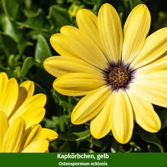 Balkonblumen "Gelb-Weißes Blütenmeer" - Image 2