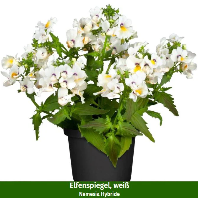 Balkonblumen "Gelb-Weißes Blütenmeer" - Image 3
