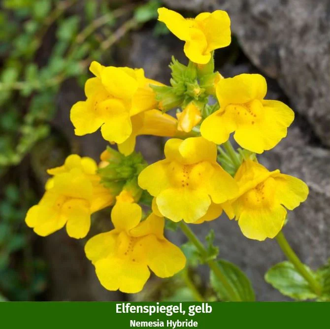 Balkonblumen "Gelb-Weißes Blütenmeer" - Image 4