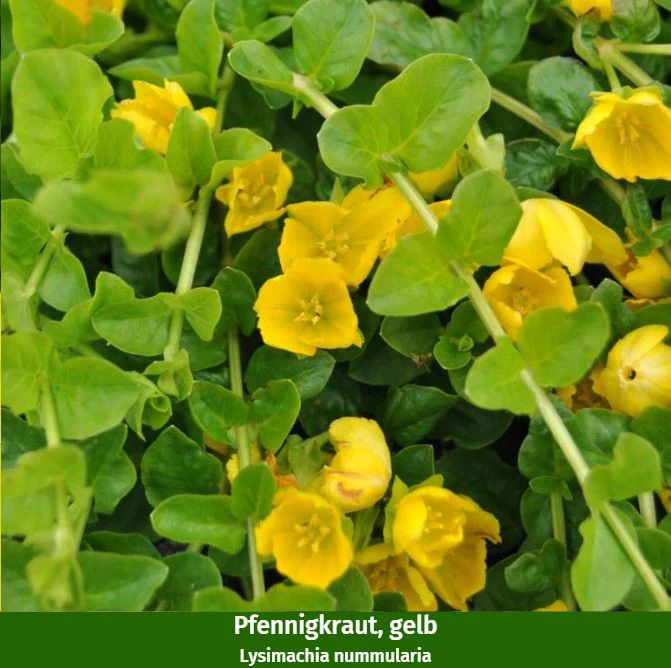 Balkonblumen "Gelb-Weißes Blütenmeer" - Image 5
