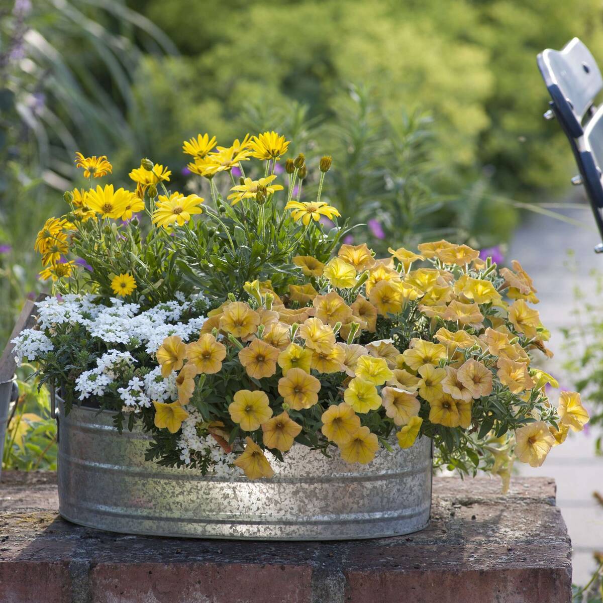 Balkonblumen "Gelber Sonnenschein"
