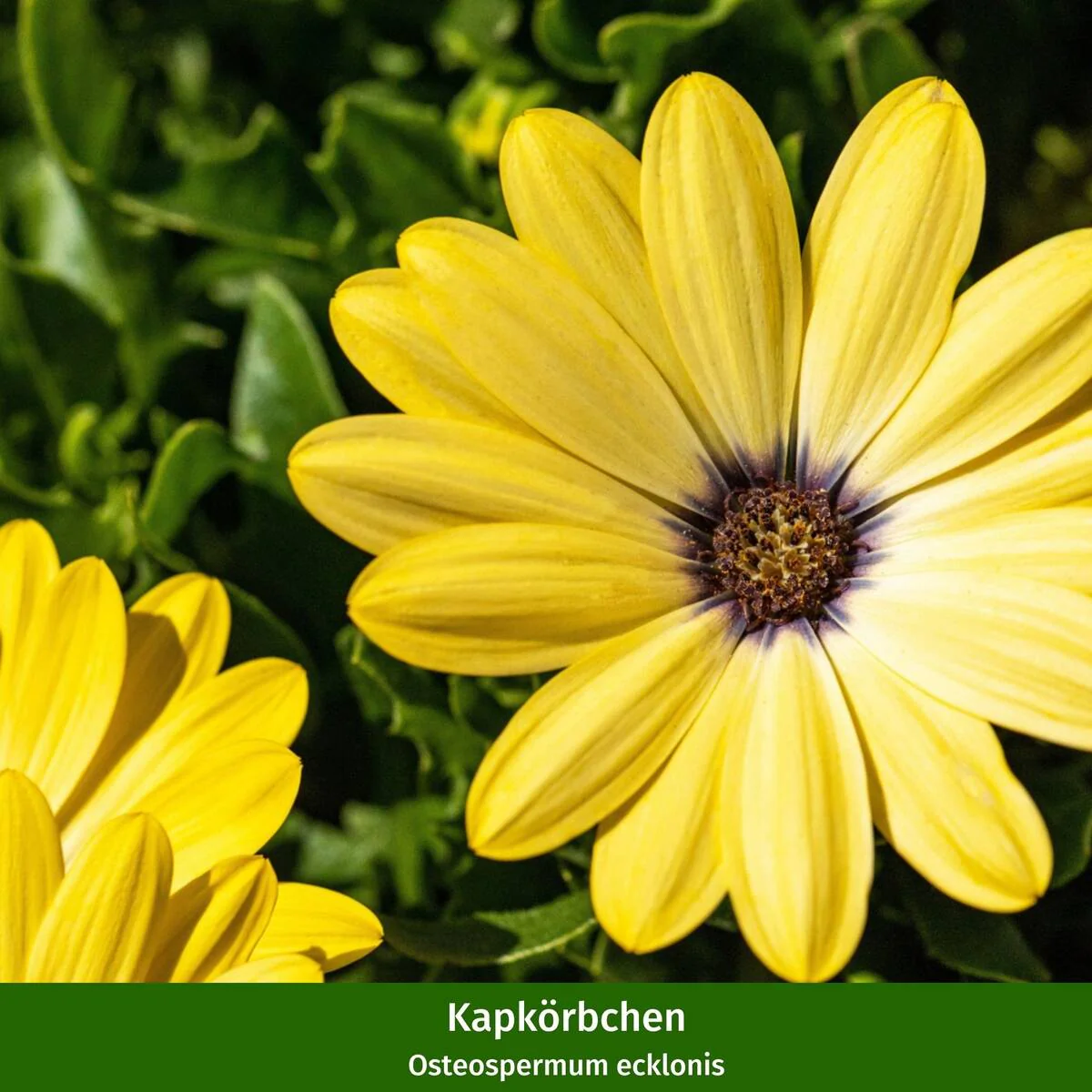 Balkonblumen "Gelber Sonnenschein" - Image 2