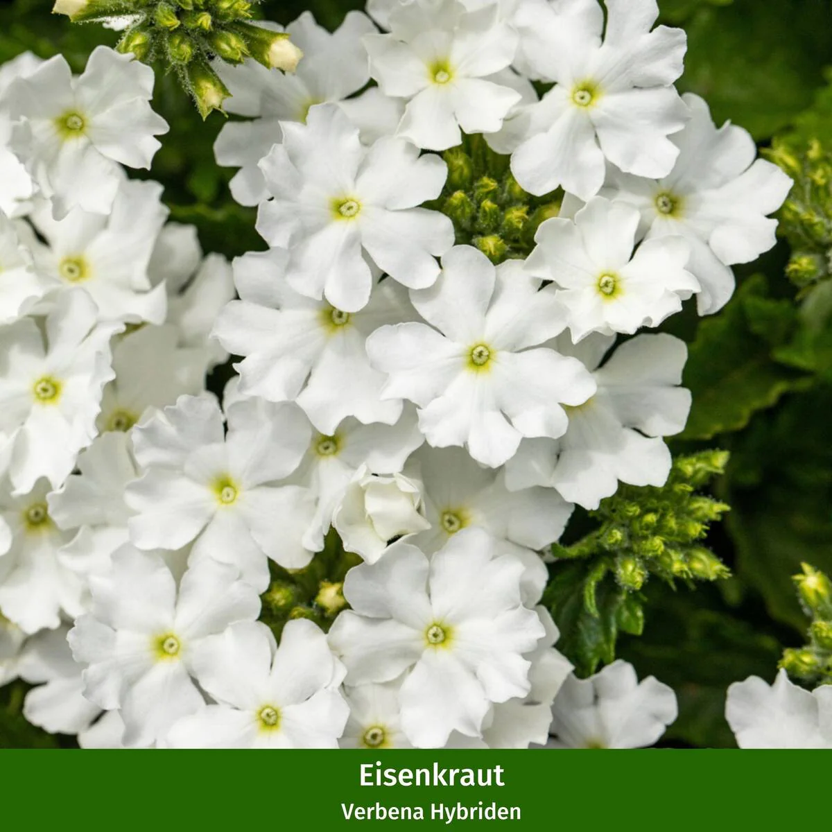 Balkonblumen "Gelber Sonnenschein" - Image 3