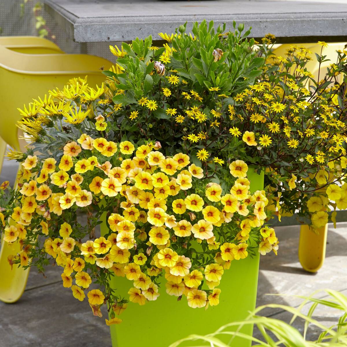 Balkonblumen "Gelbes Sommerbeet"