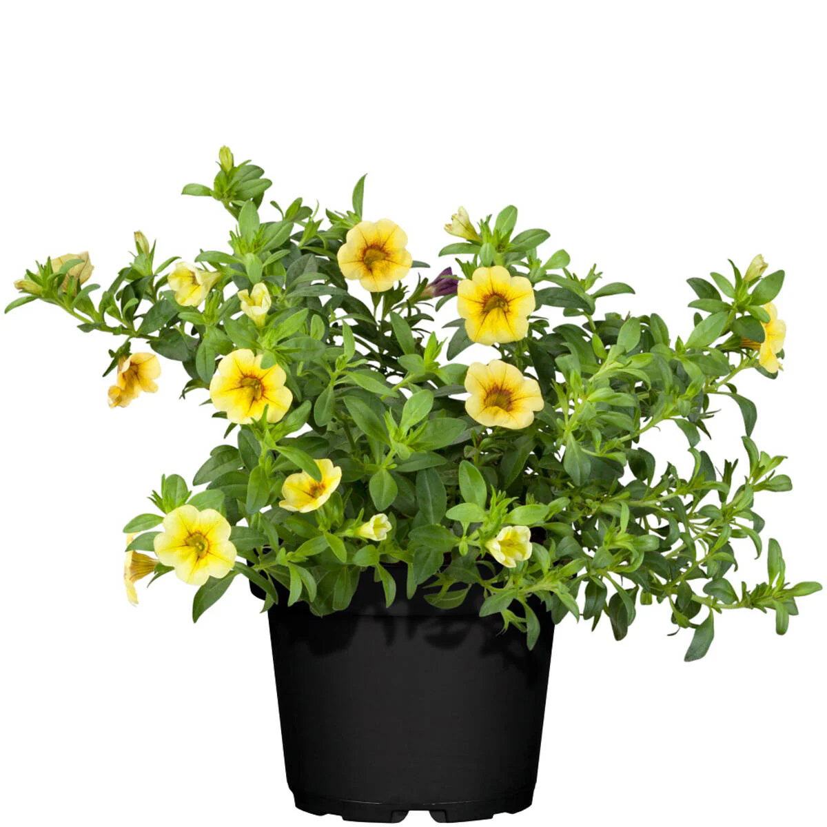 Balkonblumen "Gelbes Sommerbeet" - Image 6