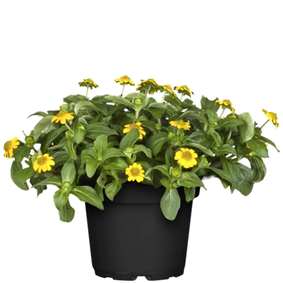 Balkonblumen "Gelbes Sommerbeet" - Image 8