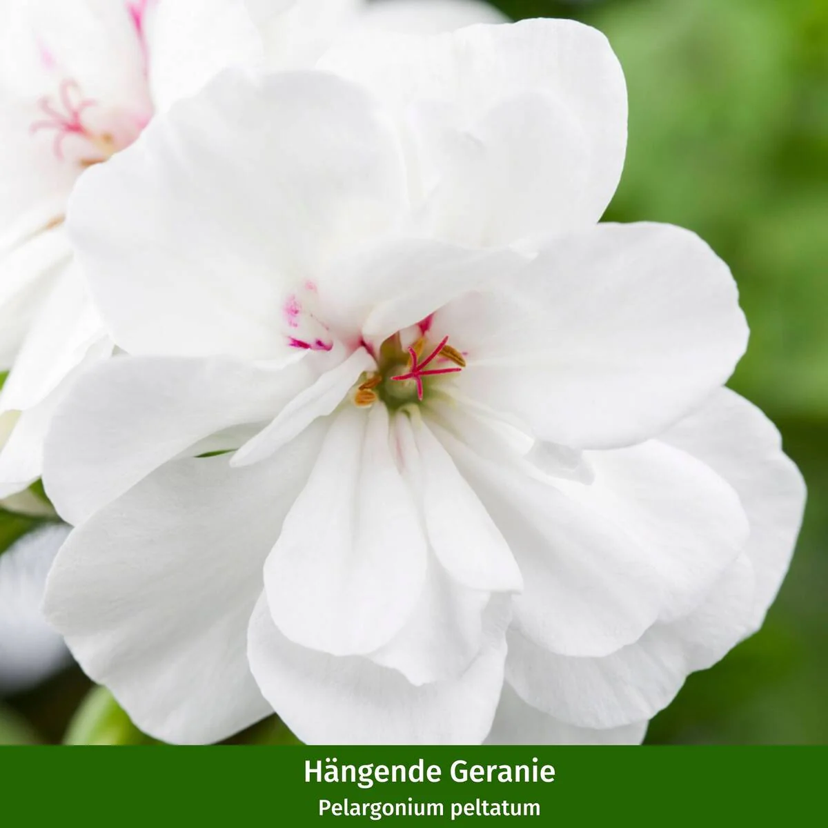 Balkonblumen "Geranienzauber" - Image 2