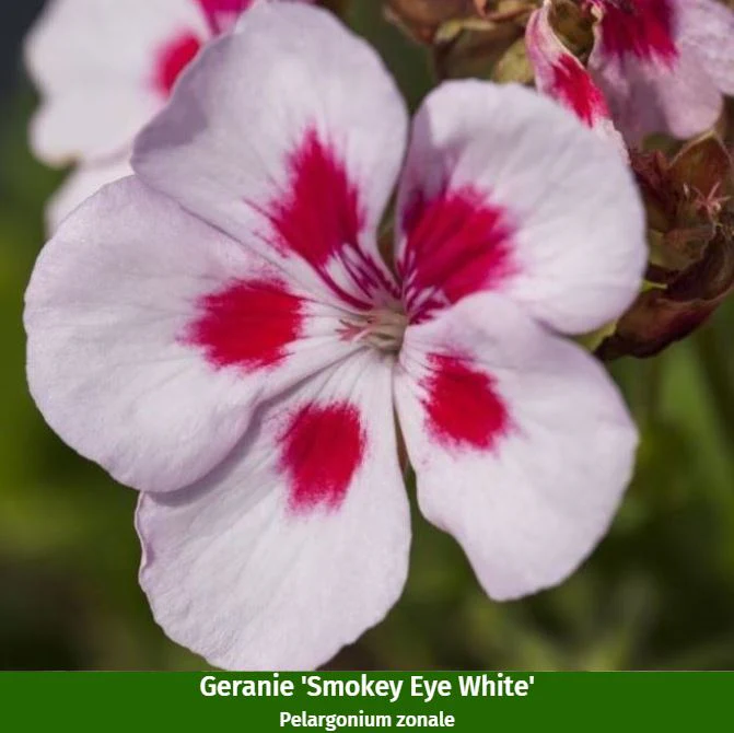 Balkonblumen "Geranienzauber" - Image 3