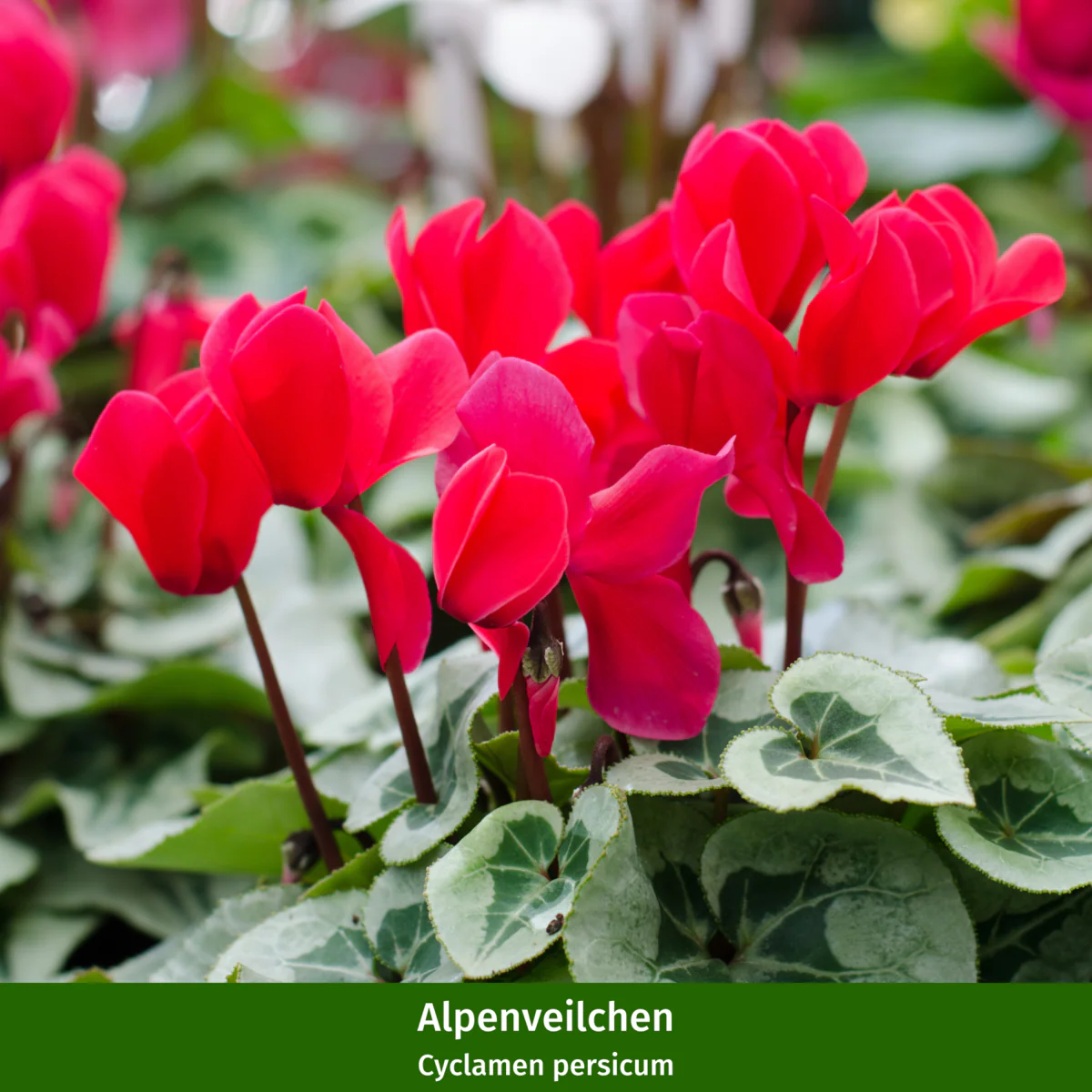 Balkonblumen "Herbstfeuer in Rot" - Image 3