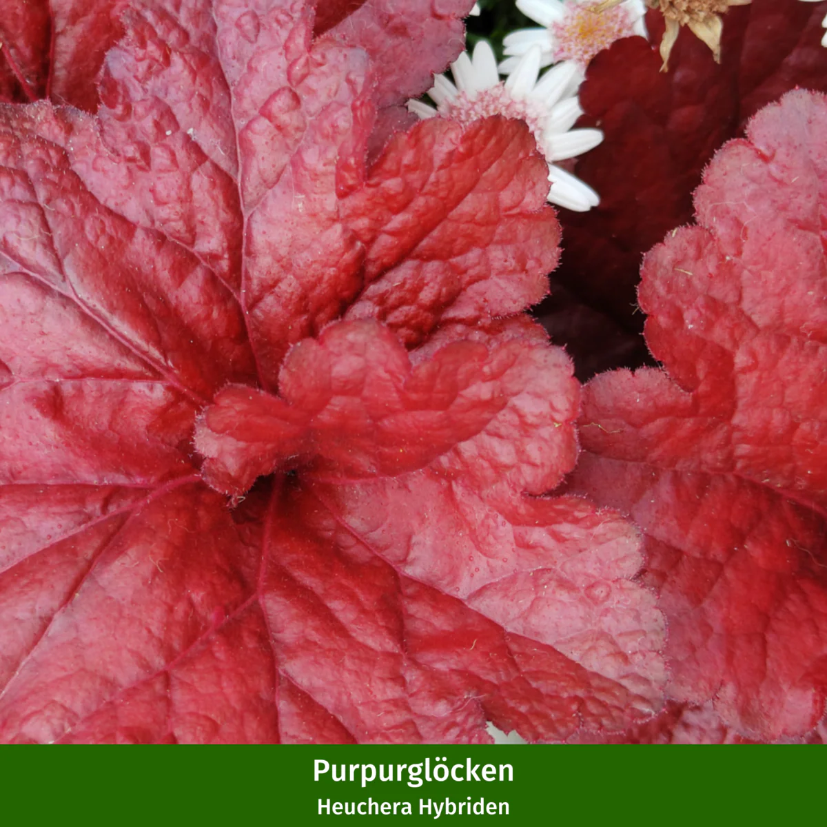 Balkonblumen "Herbstfeuer in Rot" - Image 4
