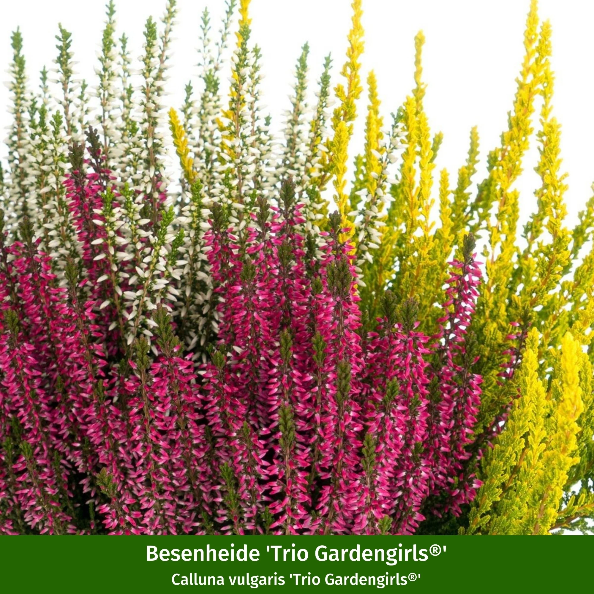Balkonblumen "Herbstharmonie" - Image 5