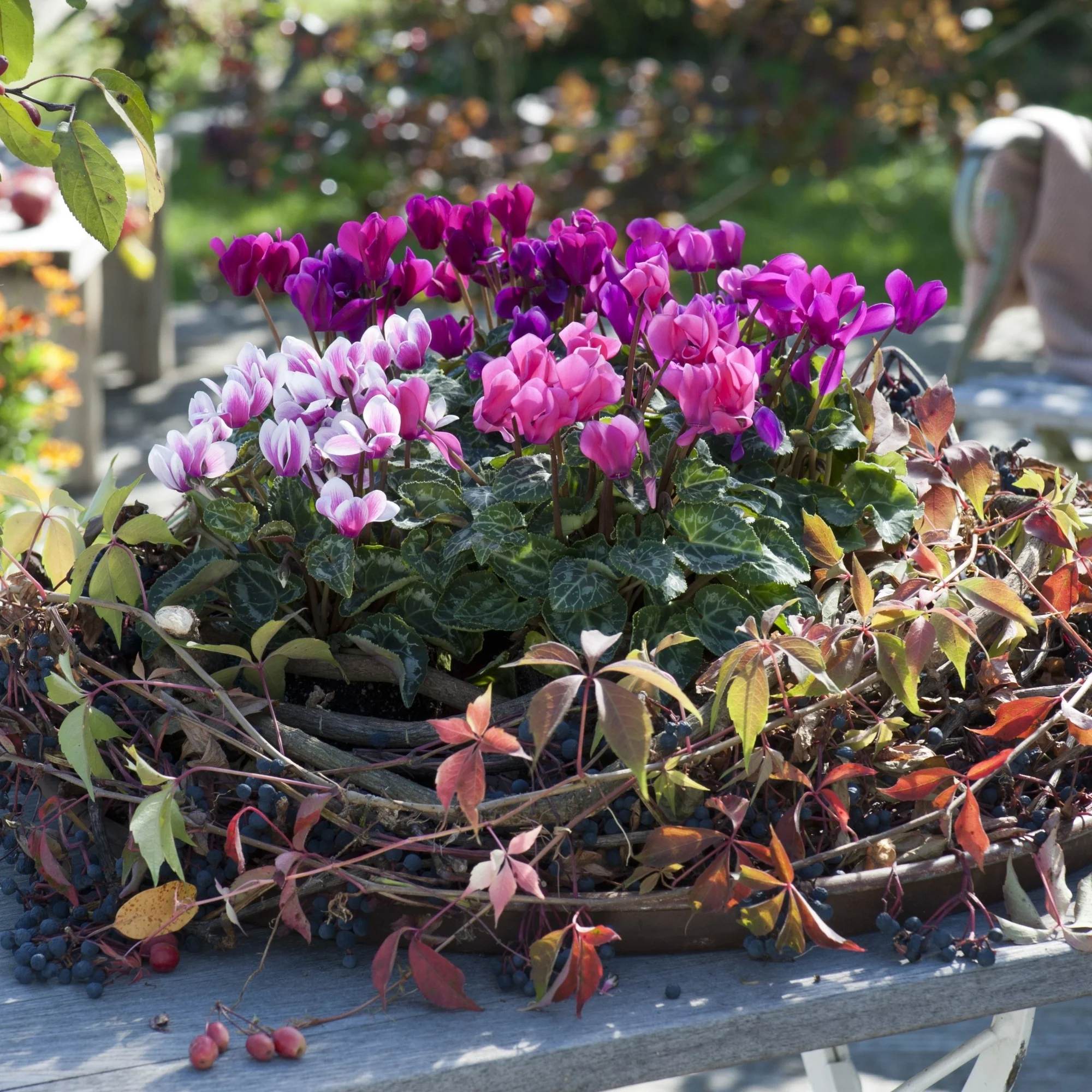 Balkonblumen "Herbstliche Alpenfreude"