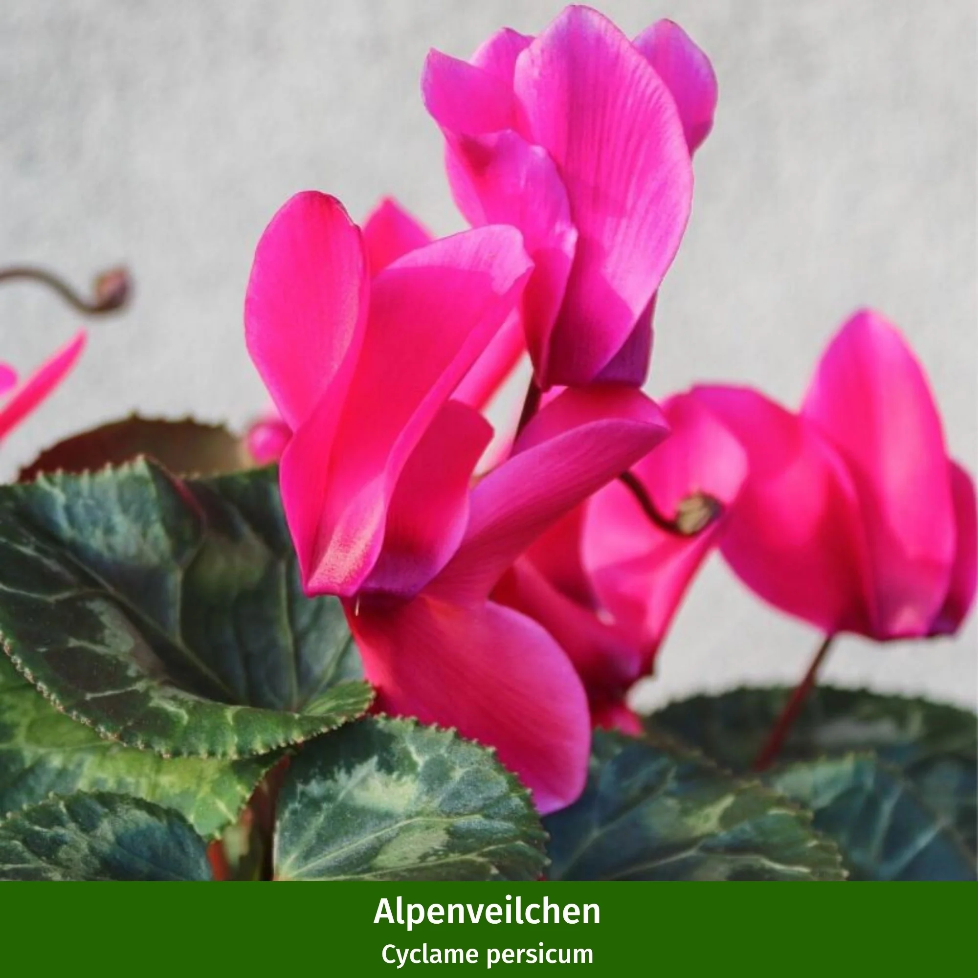 Grabbepflanzung "Rötlicher Herbst" - Image 6