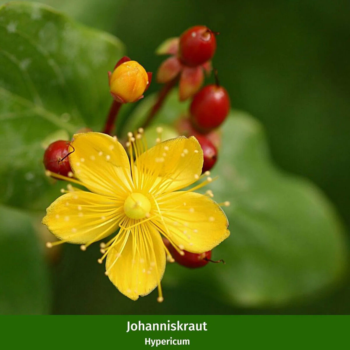 Balkonblumen "Herbstliches Blattspiel" - Image 3