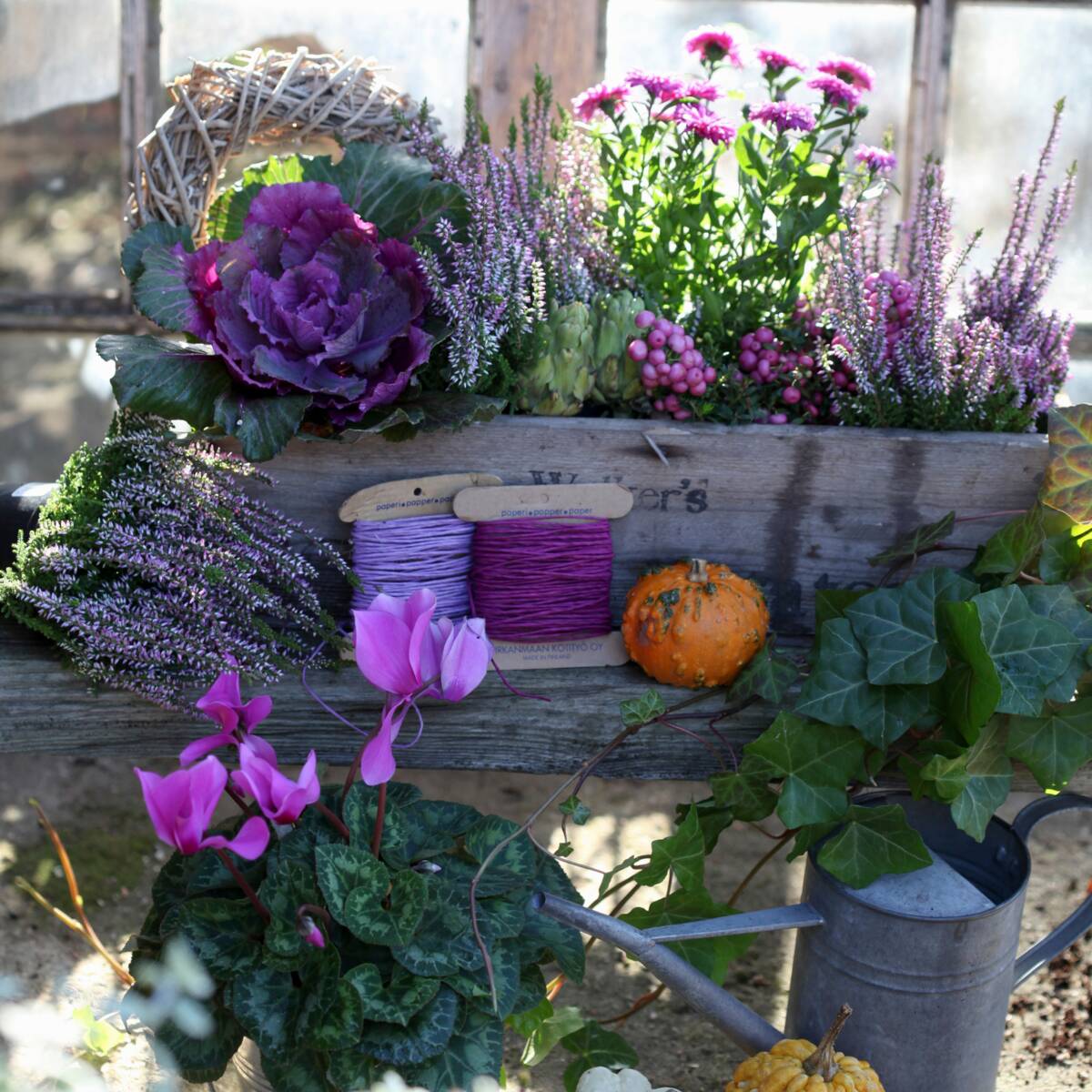 Balkonblumen "Herbstvielfalt"
