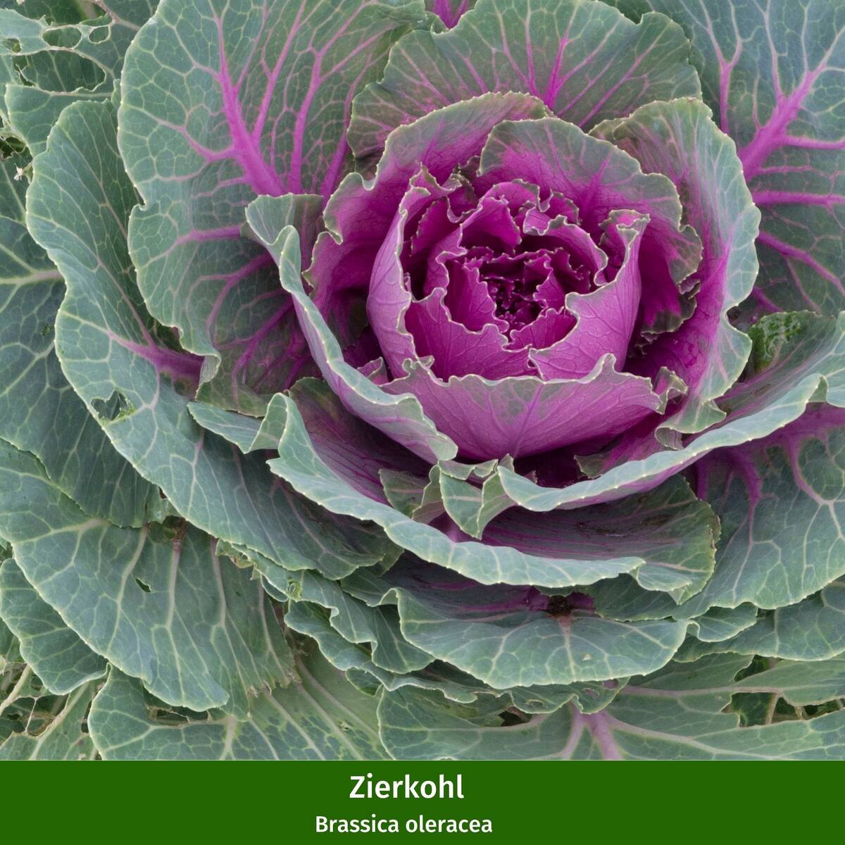 Balkonblumen "Herbstvielfalt" - Image 7