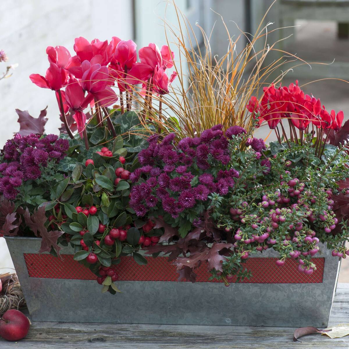 Balkonblumen "Herbstwunder"