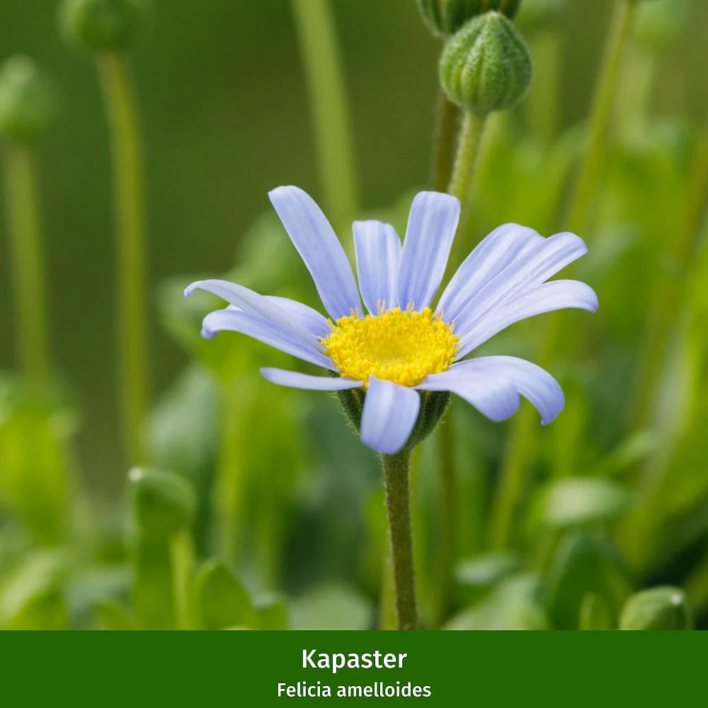 Balkonblumen "Hitzetolerante Sonnenanbeter" - Image 2