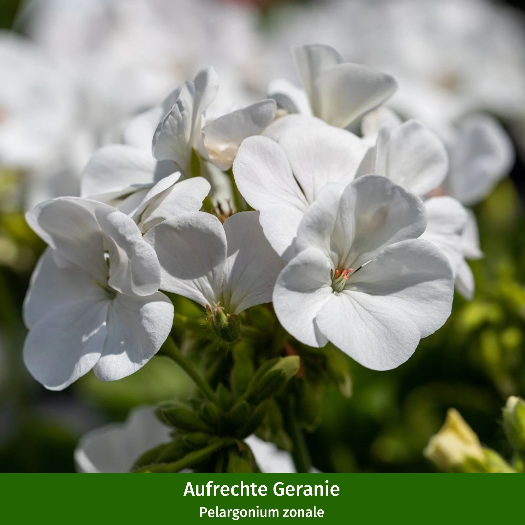 Balkonblumen "Hitzeverträgliche Blütenfreude" - Image 10