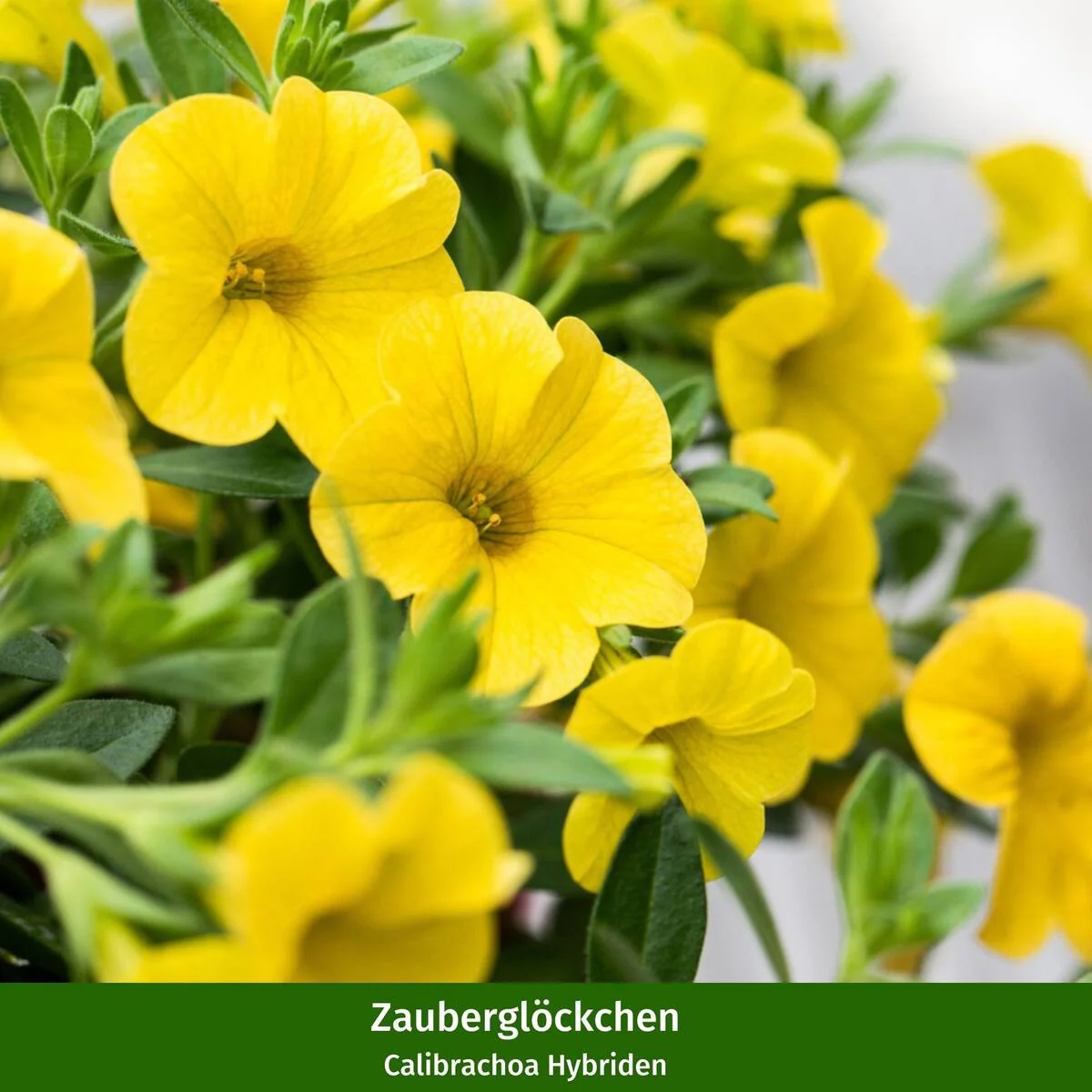 Balkonblumen "Hitzeverträgliche Blütenfreude" - Image 7