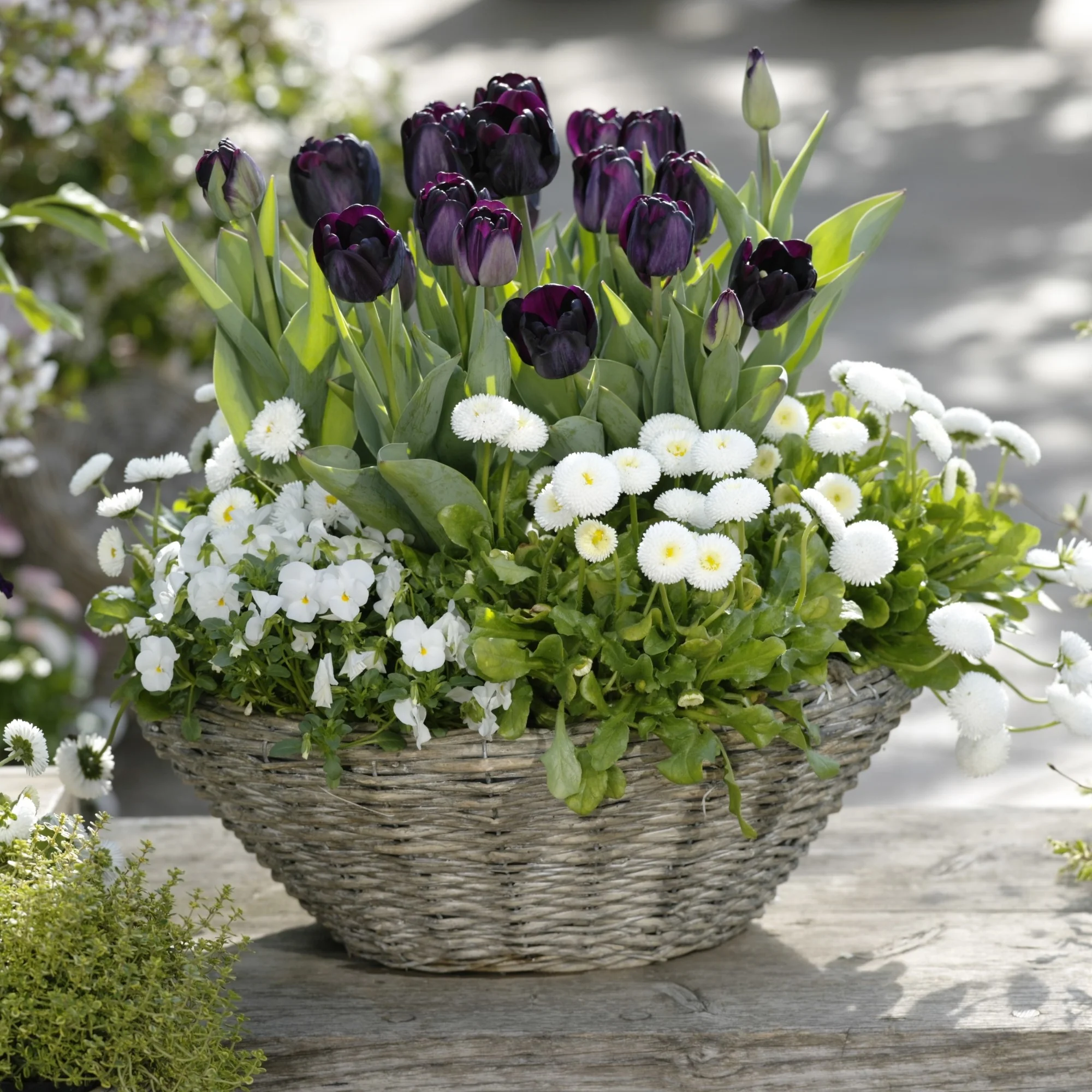 Balkonblumen "Kontrastreicher Frühlingstraum"