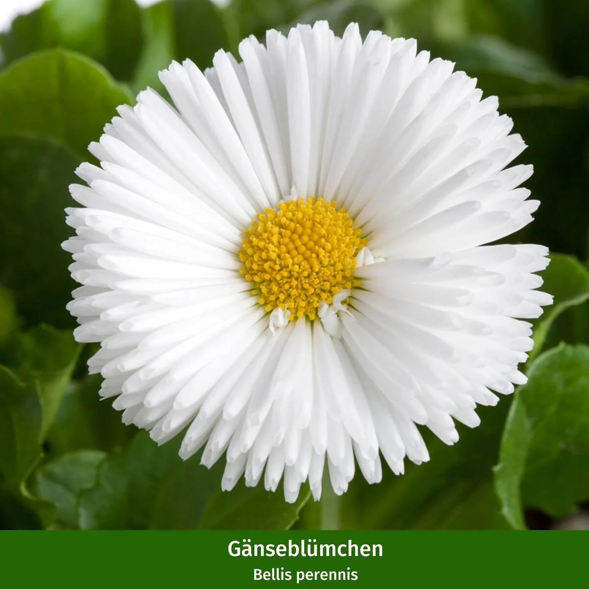 Balkonblumen "Robuste Frühlingsfreude" - Image 2