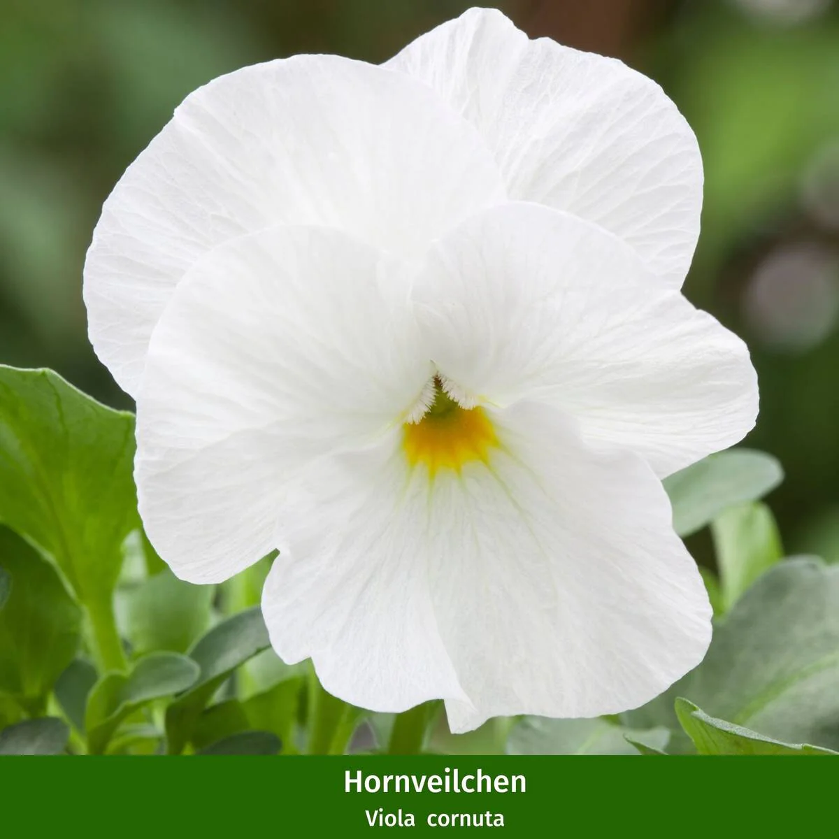 Balkonblumen "Robuster Frühlingsbalkon" - Image 4