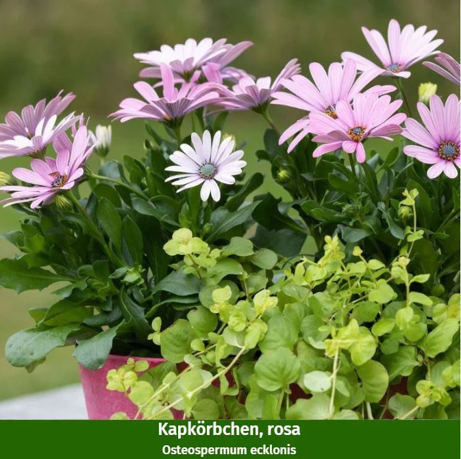Balkonblumen "Kräutergarten & Blütenmagie" - Image 2