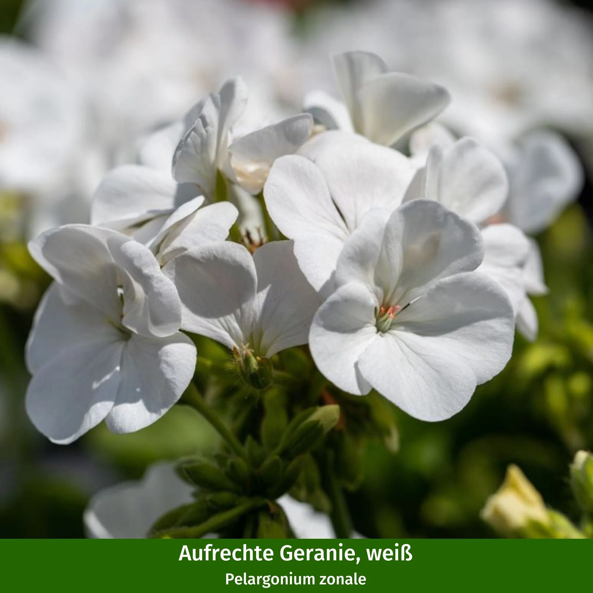 Balkonblumen "Langblühender Schattenplatz" - Image 3