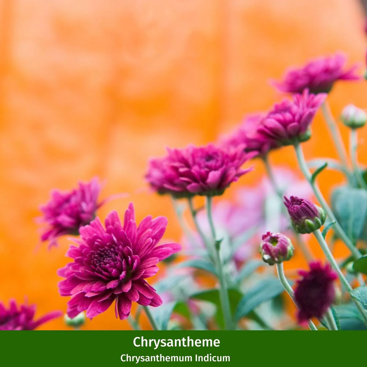 Balkonblumen "Chrysanthemenherbst" - Image 3