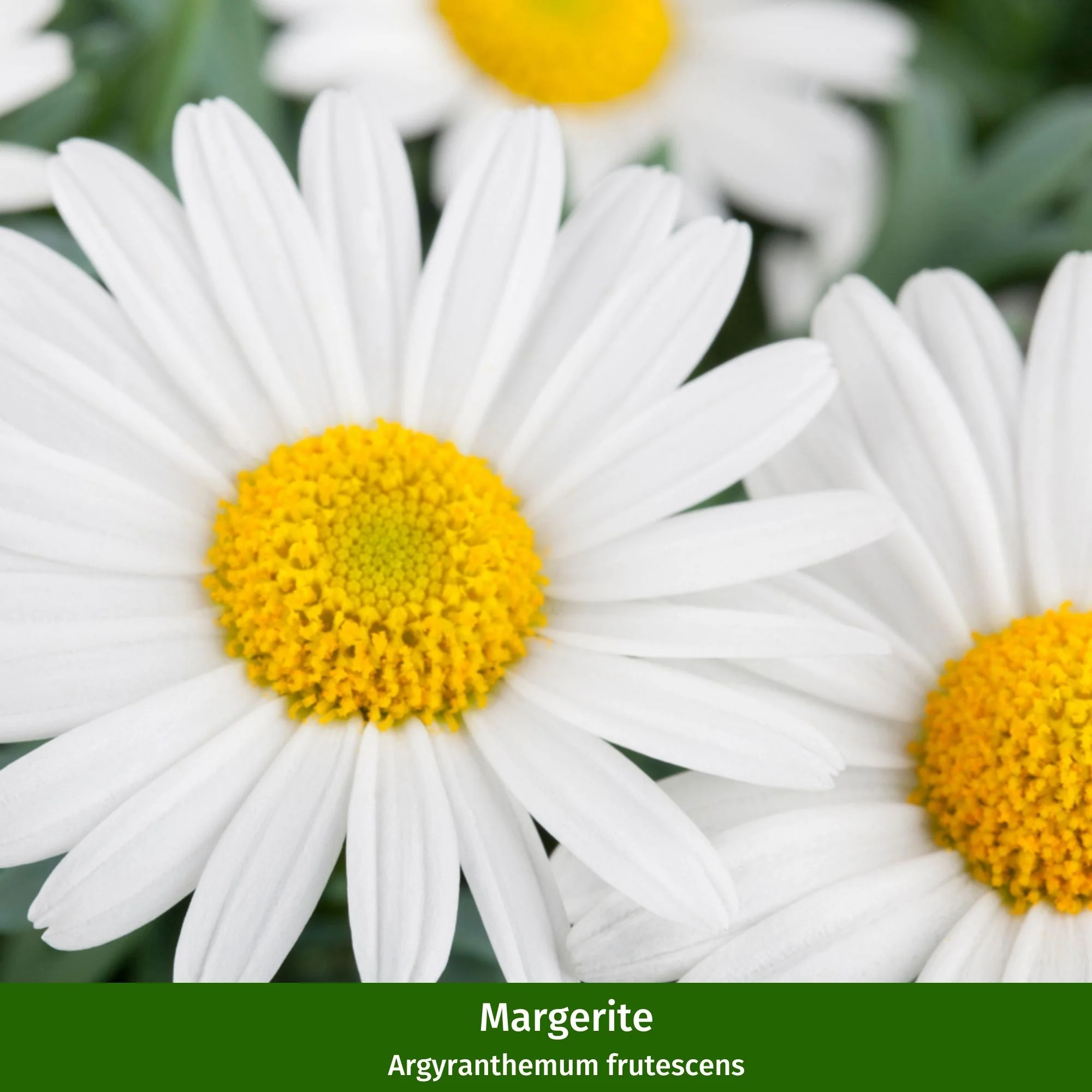 Balkonblumen "Lila & Weiße Blütenträume" - Image 5