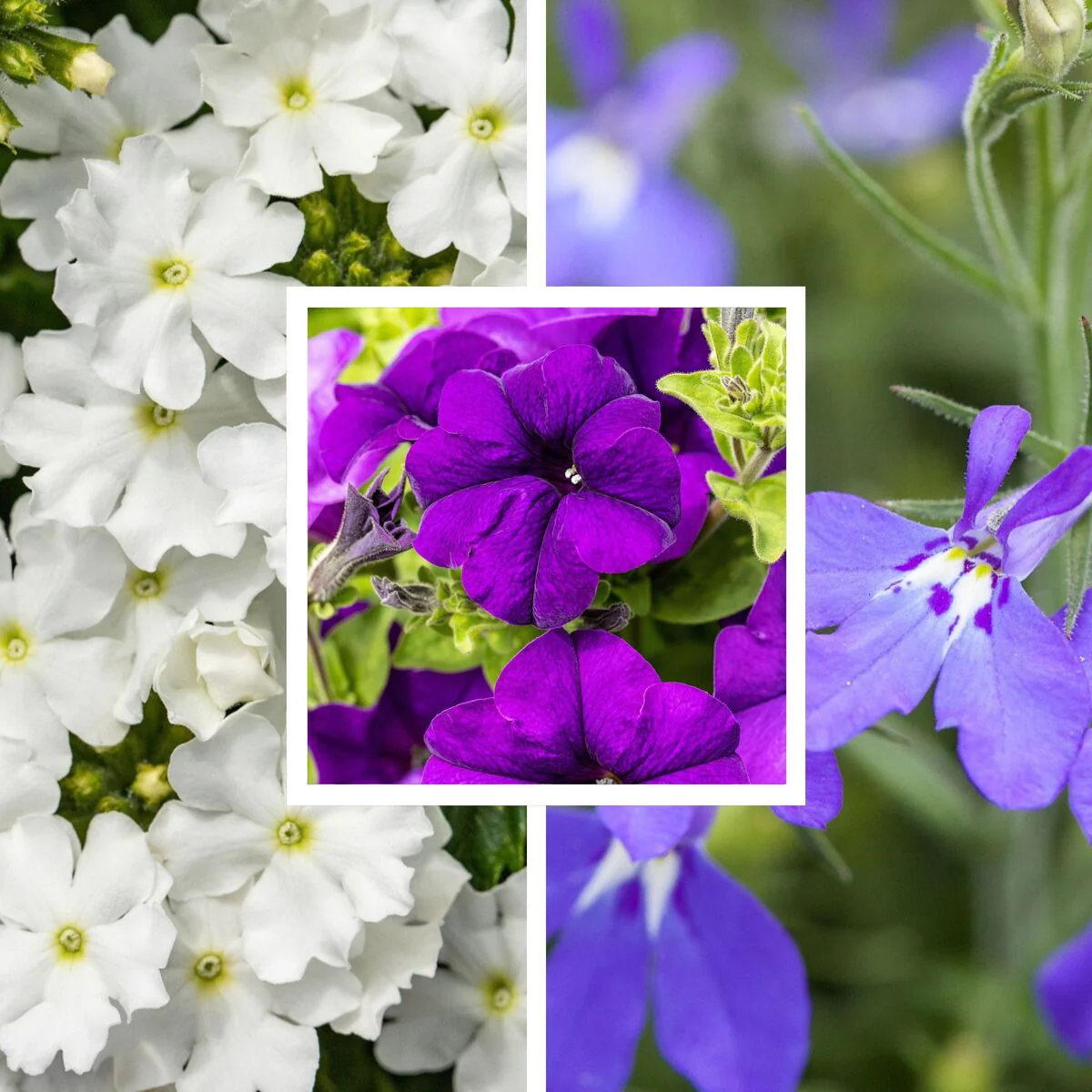 Balkonblumen "Pastellfarbener Sommertraum"