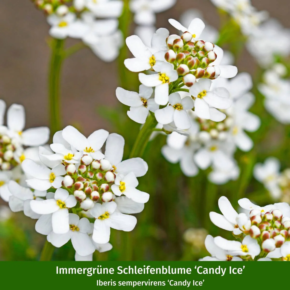 Balkonblumen "Robuste Frühblüher" - Image 4