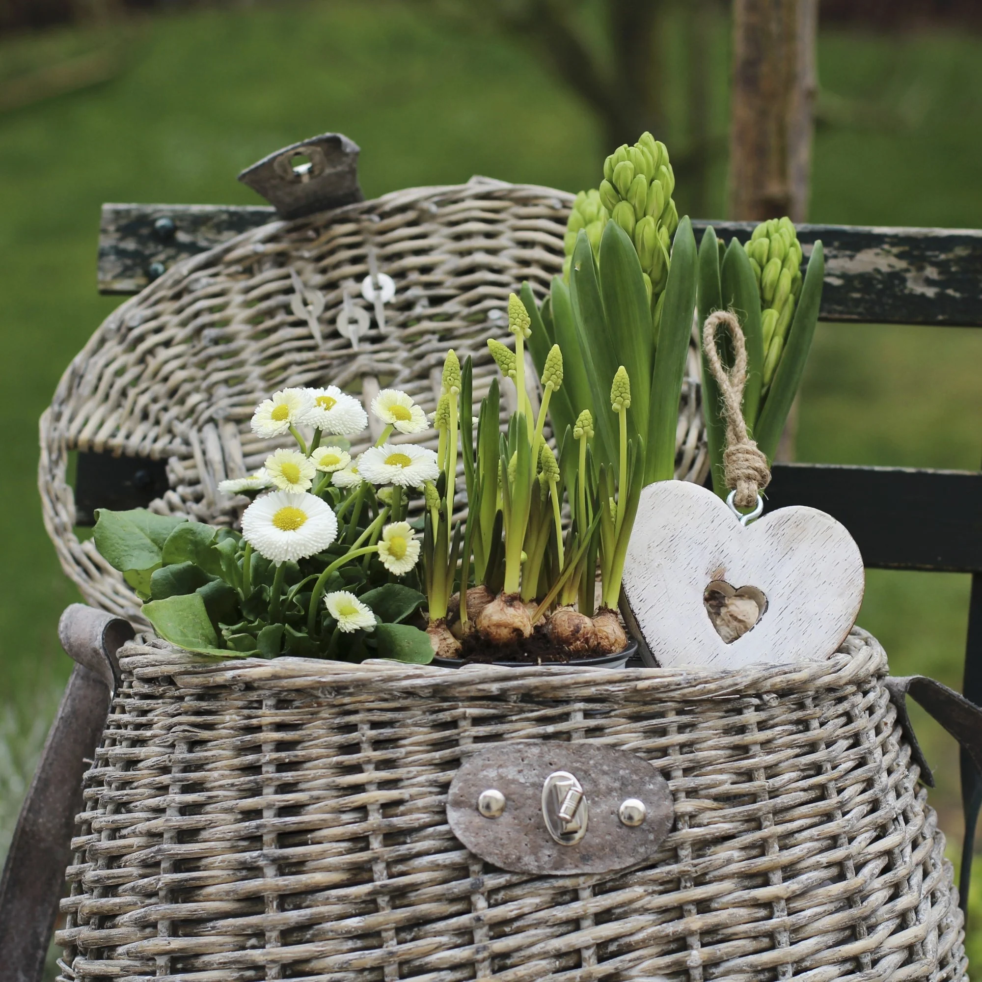Balkonblumen "Robuste Frühlingsfreude"