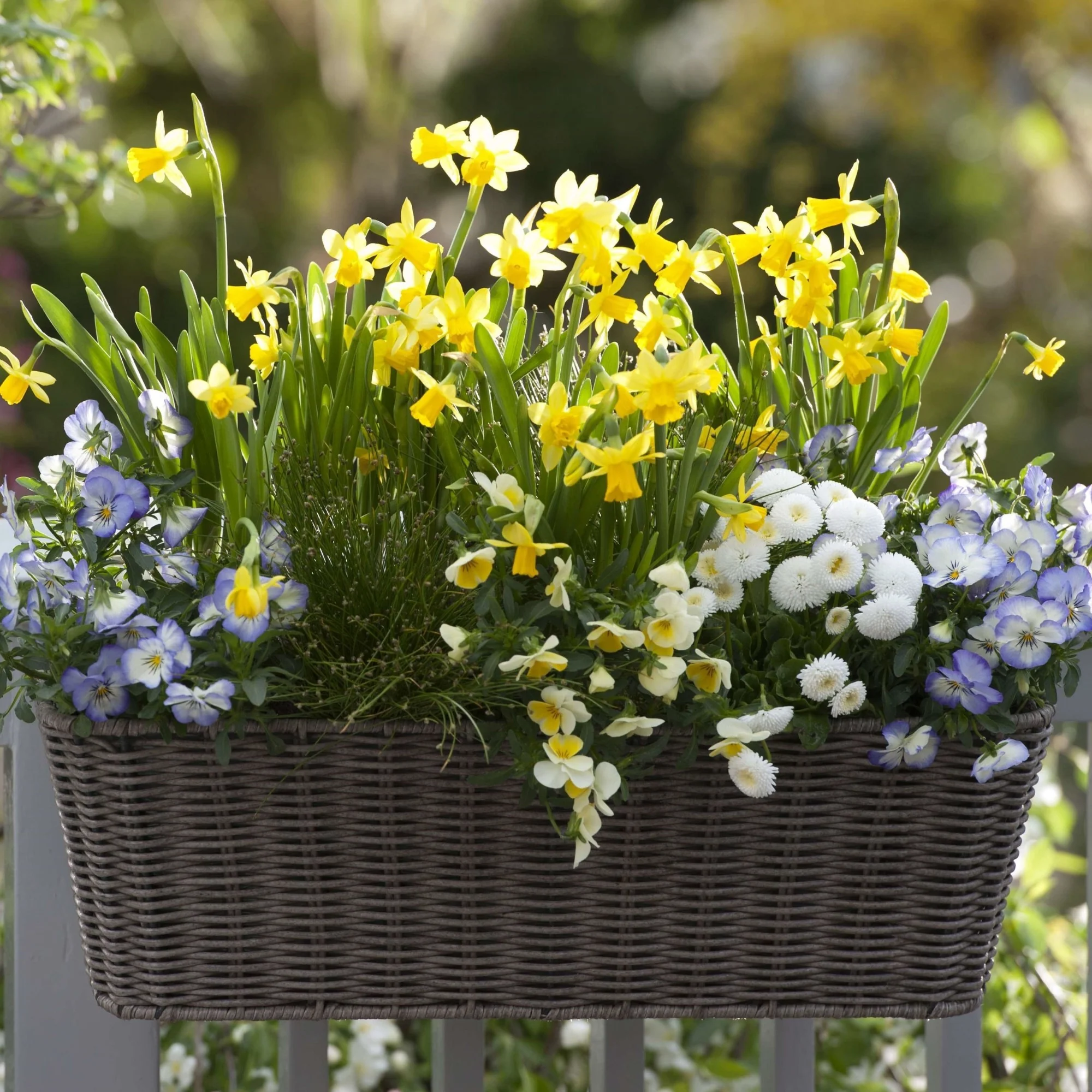 Balkonblumen "Robuster Frühlingsbalkon"