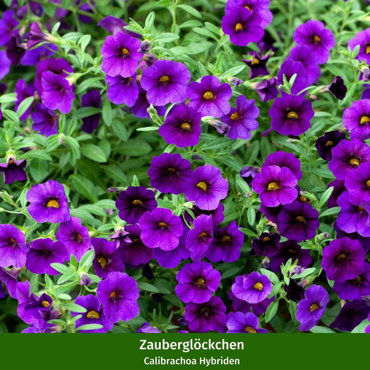 Balkonblumen "Romantische Balkonpracht" - Image 4